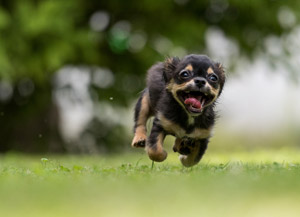 犬 イヌ パブリックドメインq 著作権フリー画像素材集