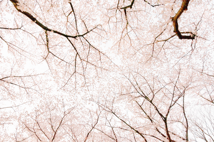 無料写真, 風景（写真）, 樹木, 桜（サクラ）, 花（写真）, 春（写真）