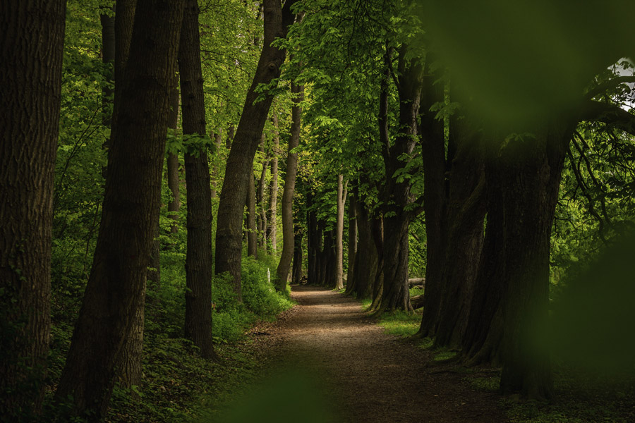 フリー写真, 風景（写真）, 森林, 樹木, 小道, 道