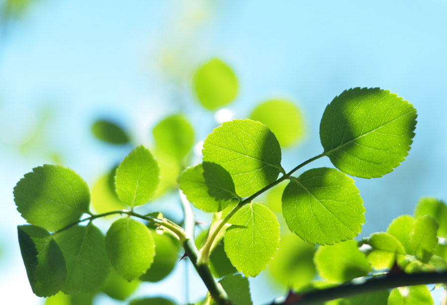 フリー写真, 植物（写真）, 葉っぱ（写真）, 新緑