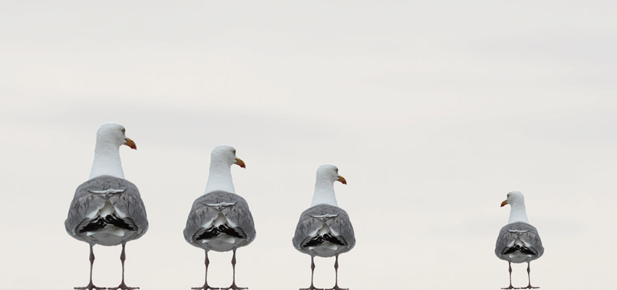 フリー写真, フリー写真, CC0 写真, 動物（写真）, 鳥類, 鳥（トリ）, 鴎（カモメ）