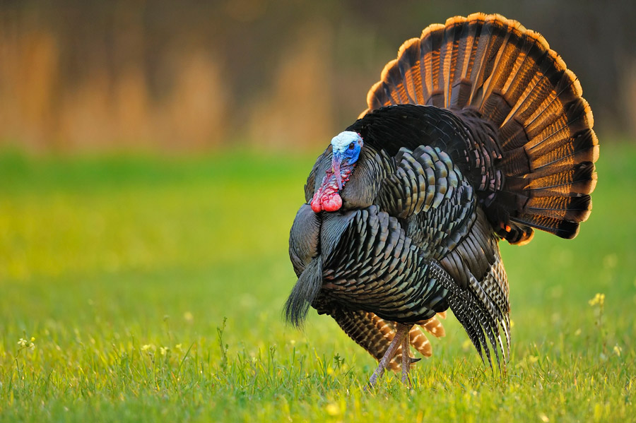 フリー写真, フリー写真, 動物（写真）, 鳥類, 七面鳥（シチメンチョウ）