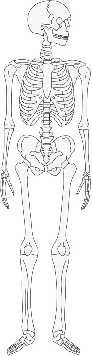印刷可能無料 骨 イラスト 無料 人気のイラスト画像