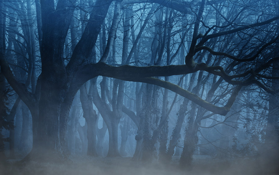 フリー写真 霧がかかる暗い森 パブリックドメインq 著作権フリー画像素材集