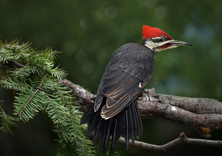 フリー写真, CC0 写真, 動物（写真）, 鳥類, 鳥（トリ）, 啄木鳥（キツツキ）