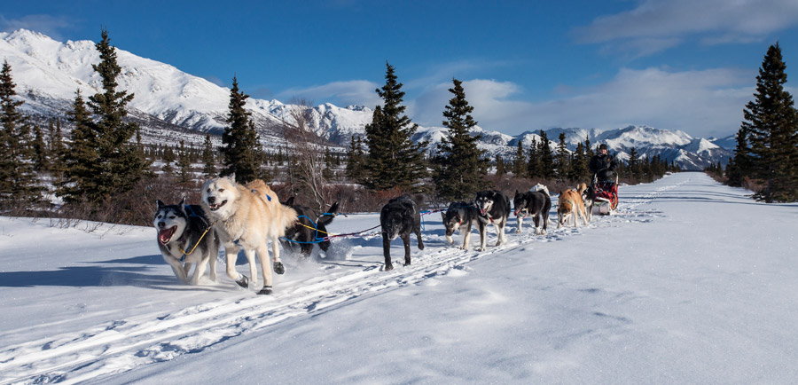 フリー写真, 動物（写真）, 哺乳類, 犬（イヌ）, ソリ, 犬ぞり, 雪, 冬（写真）, アメリカ, アラスカ州