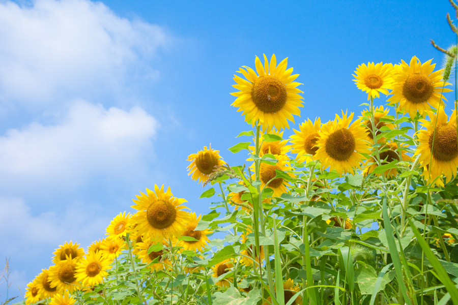 著作権フリー写真, 植物（写真）, 花（写真）, 向日葵（ヒマワリ）, 黄色の花, 花畑, 夏（イラスト）