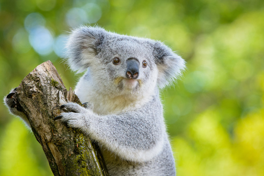 著作権フリー写真, 動物（写真）, 哺乳類, コアラ