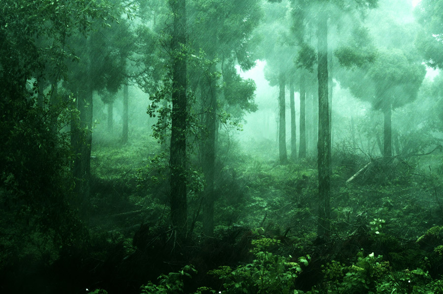 著作権フリー写真, 風景（写真）, 自然, 森林, 雨, 霧（霞）