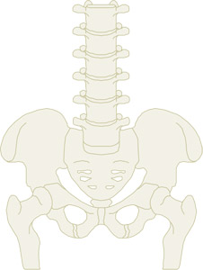 骨盤と背骨