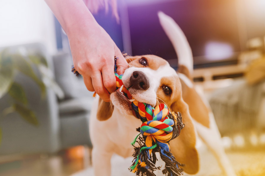 動物（写真）, 哺乳類, 犬（イヌ）, ビーグル犬