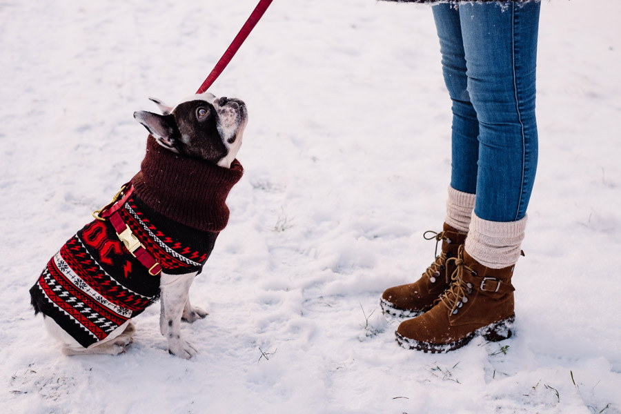 動物（写真）, 哺乳類, 犬（イヌ）, ブルドッグ, 人と動物, 脚, 雪, 冬（写真）