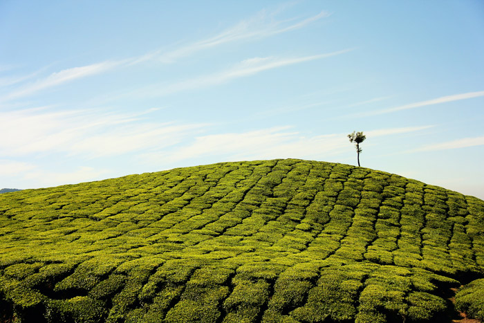 風景（写真）, 畑, お茶, インド, 田舎, 樹木