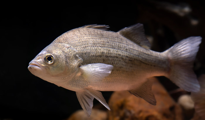 動物（写真）, 魚類, 魚（サカナ）, 黒背景