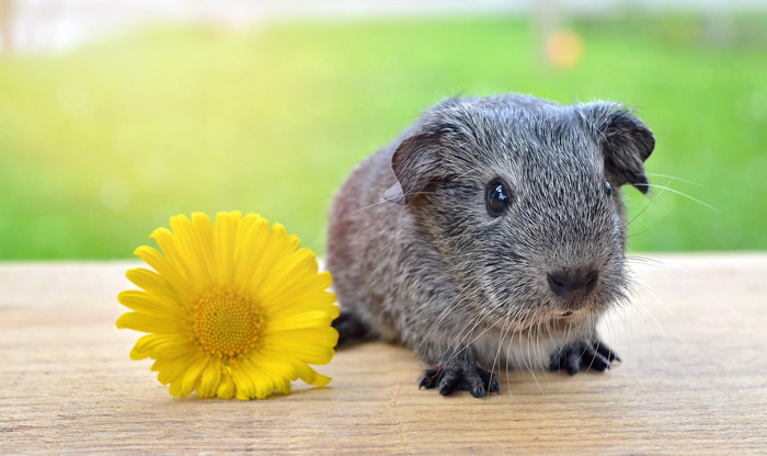 動物（写真）, 哺乳類, 鼠（ネズミ）, モルモット, 黄色の花