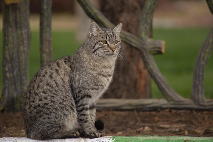 動物（写真）, 哺乳類, 猫（ネコ）, キジトラ猫