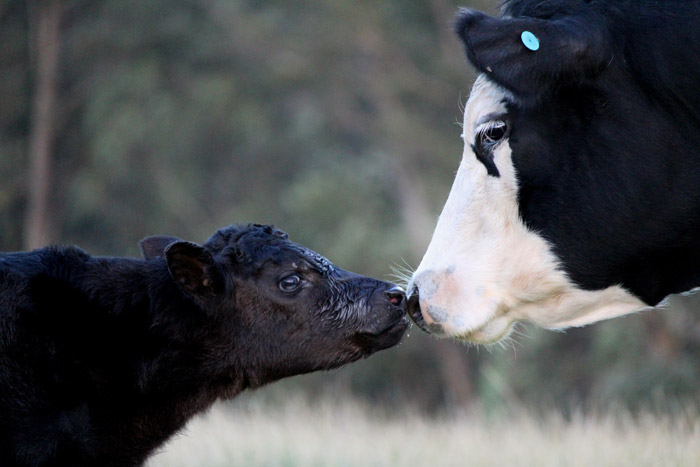 動物（写真）, 哺乳類, 牛（ウシ）, 親子（動物）, 子供（動物）