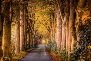フリー写真 黄葉した並木のトンネル