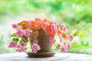 フリー写真 ミセバヤ