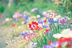 フリー写真 アネモネの花畑