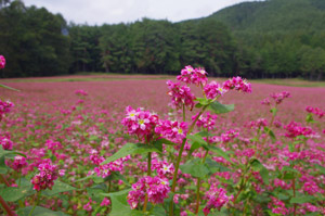 フリー写真 赤そばの花