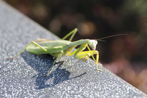 フリー写真 1匹のカマキリ