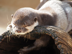 フリー写真 眠っているカワウソ