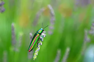 フリー写真 タマムシ