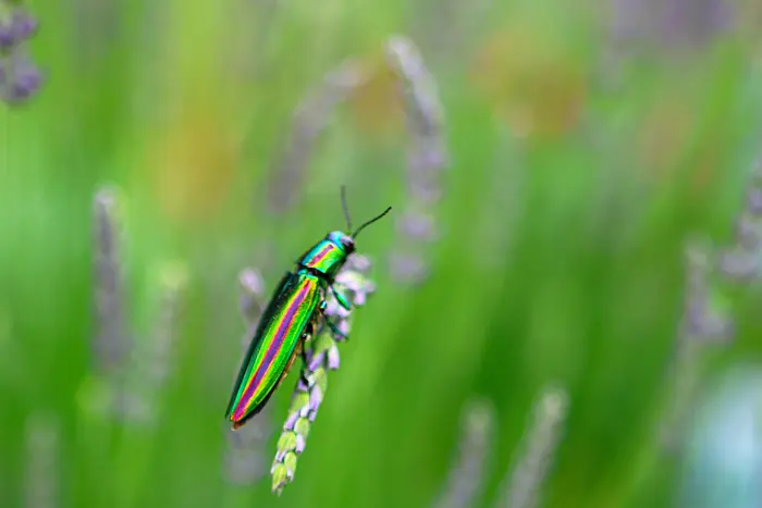 フリー写真, CC0 写真, 動物（写真）, 昆虫, 玉虫（タマムシ）