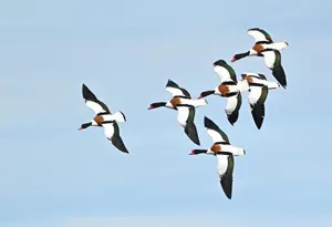 フリー写真 空を飛ぶツクシガモたち