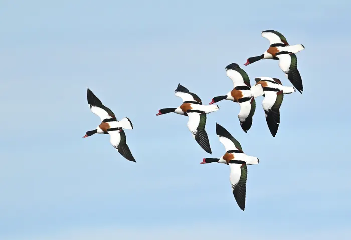 フリー写真, CC0 写真, 動物（写真）, 鳥類, 鴨（カモ）