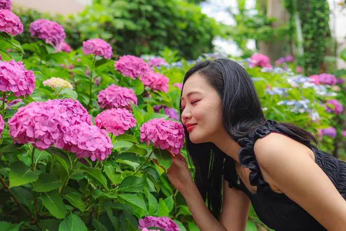 フリー写真, CC0 写真, 人物（写真）, 女性（写真）, アジア人女性, 若い女性, ポートレイト, 日本人, 人と花, 匂いを嗅ぐ, 紫陽花（アジサイ）, 梅雨, 6月