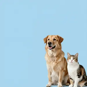 AI画像 犬と猫と水色の背景