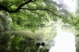 フリー写真 池の上の木