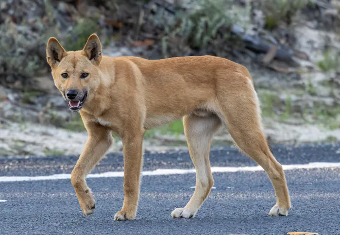 フリー写真, CC0 写真, 動物（写真）, 哺乳類, 犬（イヌ）, ディンゴ