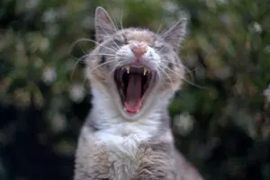 フリー写真 大きな欠伸する猫