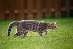 フリー写真 忍び足のブルーベンガルの猫