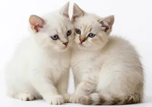 AI画像 二匹の子猫
