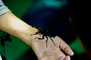 フリー写真 手首の上にのせたクワガタムシ