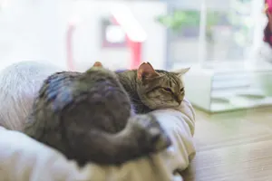 フリー写真 クッションの上で眠そうな猫カフェの猫