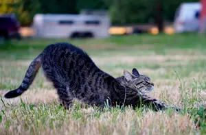 フリー写真 ストレッチするキジトラ猫