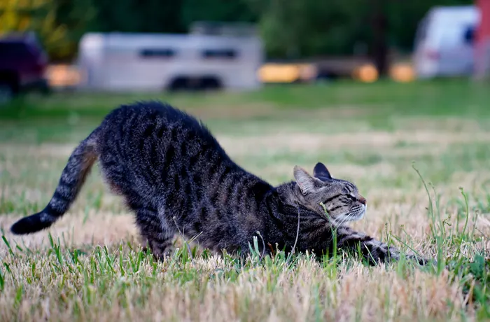 フリー写真, 動物（写真）, 哺乳類, 猫（ネコ）, キジトラ猫