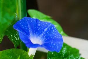 フリー写真 濡れたあさがおの花