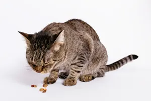 フリー写真 キャットフードを食べるキジトラ猫