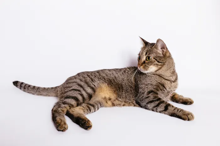 フリー写真, CC0 写真, 動物（写真）, 哺乳類, 猫（ネコ）, キジトラ猫