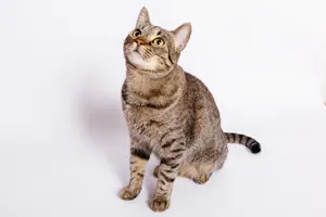 フリー写真 座って上を向いているキジトラ猫