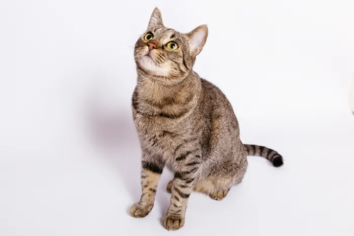 フリー写真, CC0 写真, 動物（写真）, 哺乳類, 猫（ネコ）, キジトラ猫