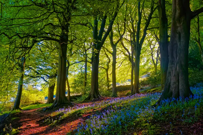 フリー写真, CC0 写真, 風景（写真）, 自然, 森林, イングリッシュ・ブルーベル, イギリス, 樹木, 花（写真）