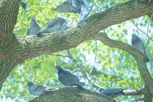 フリー写真 木に止まる鳩たち