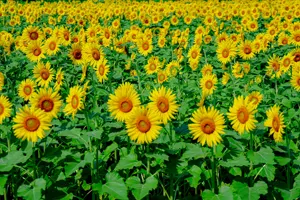 フリー写真 ひまわり畑